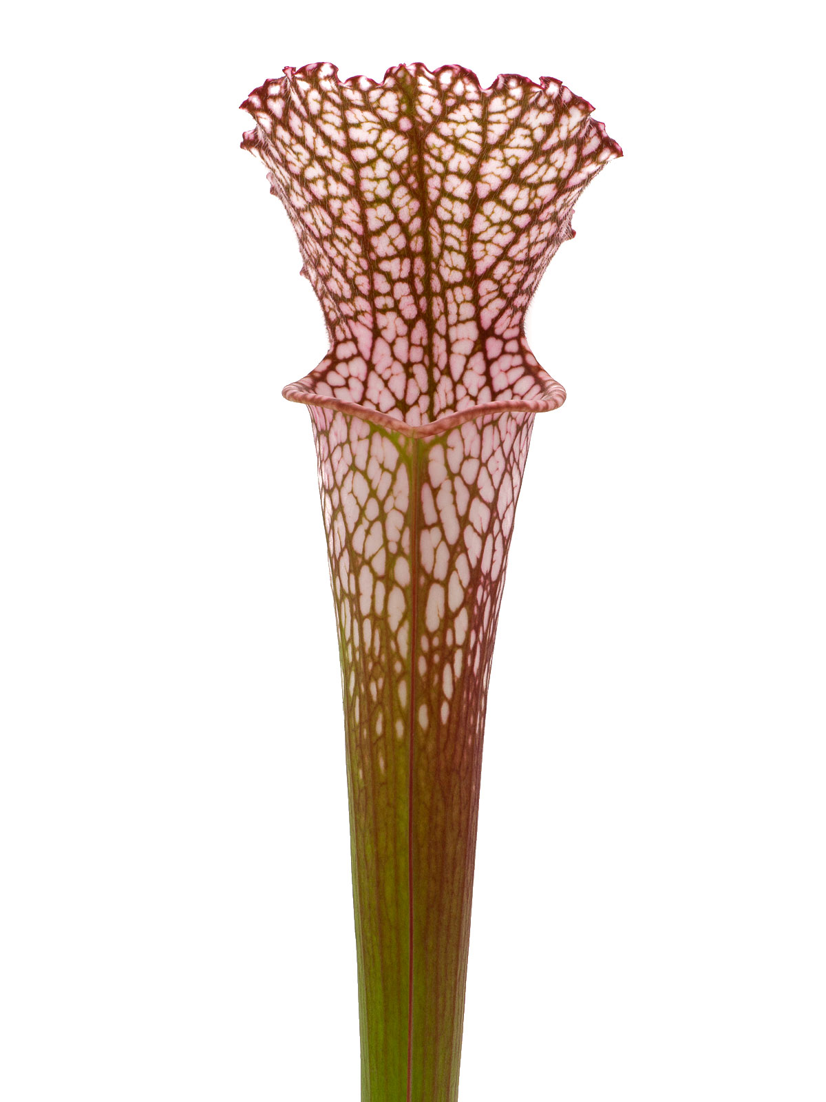 S. leucophylla - red pitcher, Johannes Betz