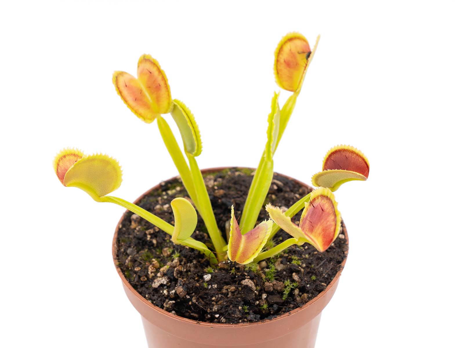 Dionaea muscipula - Sinnitus