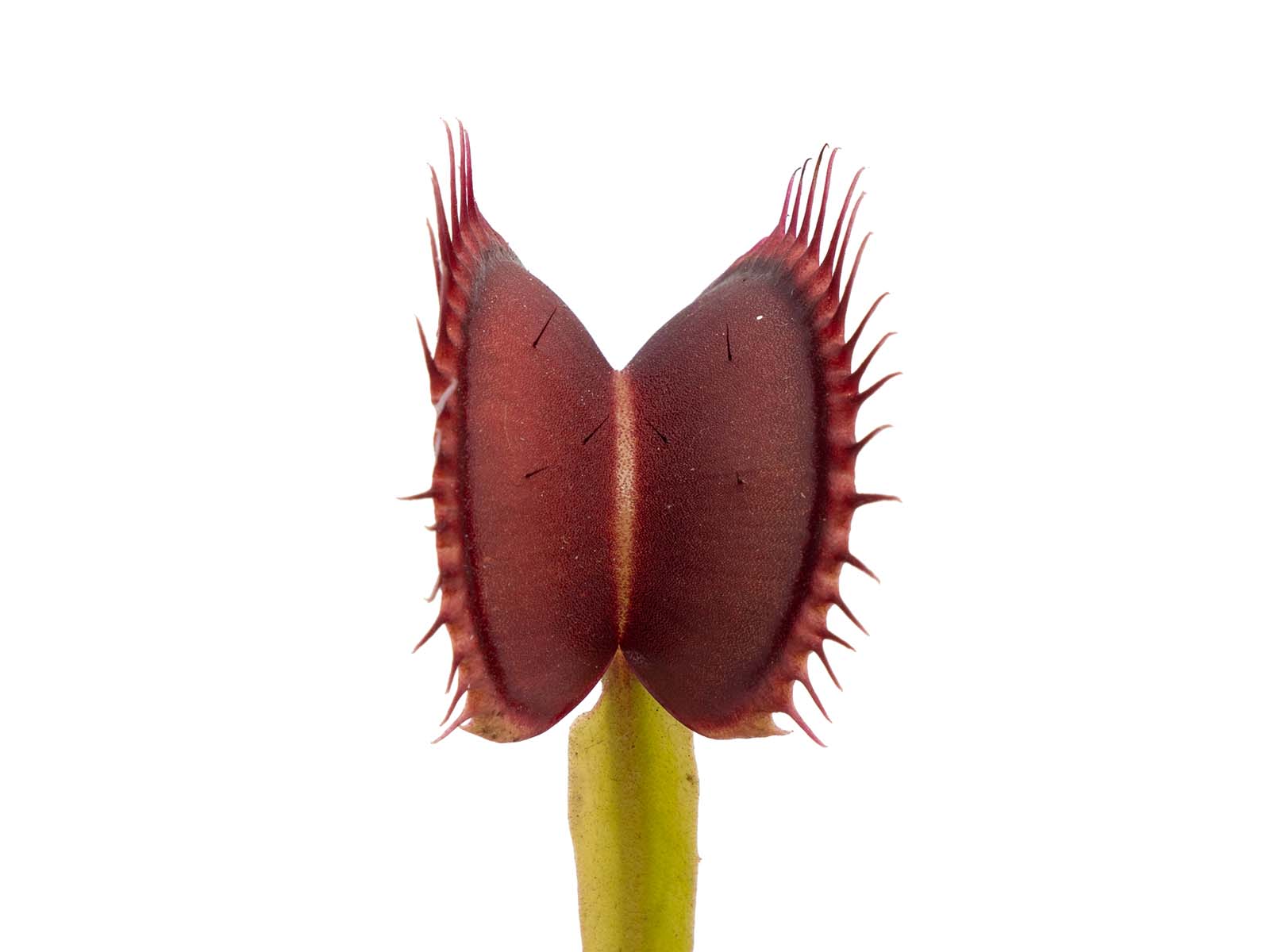 Dionaea muscipula - Prolifera 2