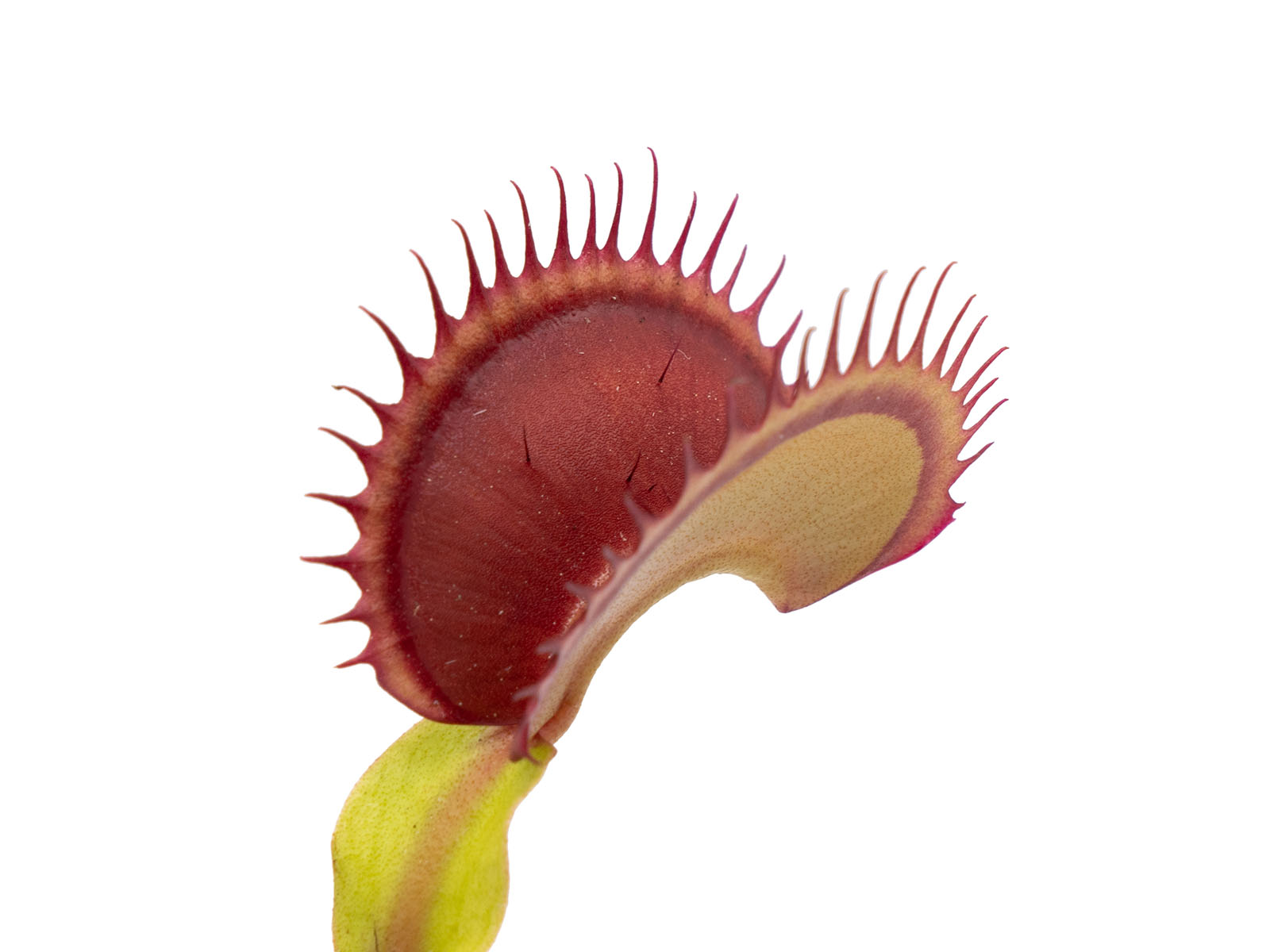 Dionaea muscipula - FTS Flaming Lips
