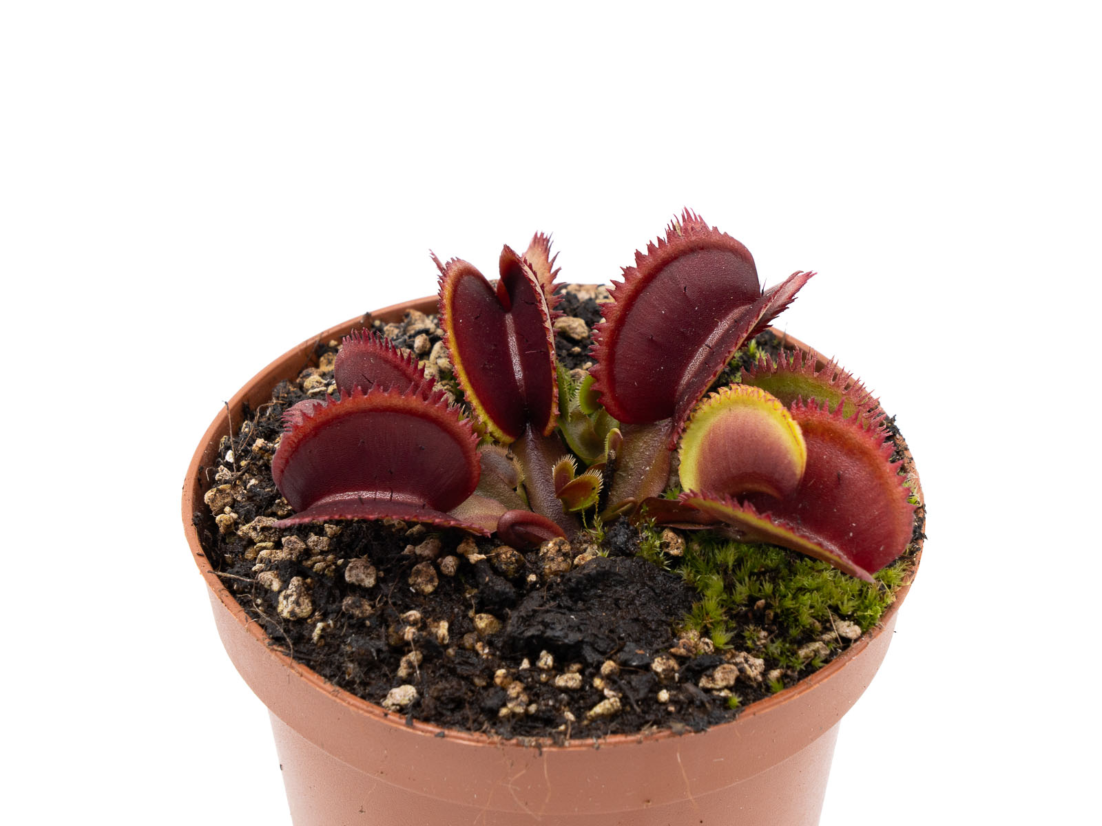 Dionaea muscipula - Red Sawtooth
