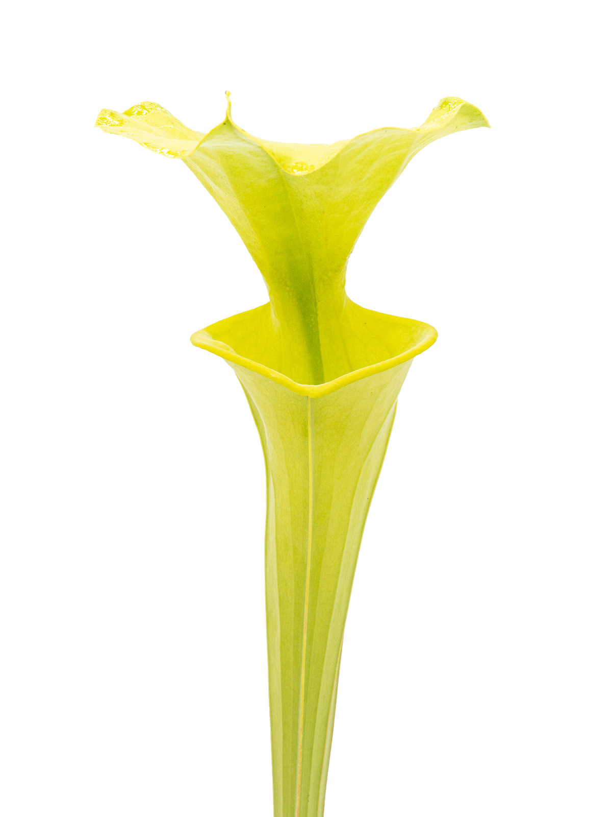 Sarracenia flava var. flava - Yellow pitchers, PW F27