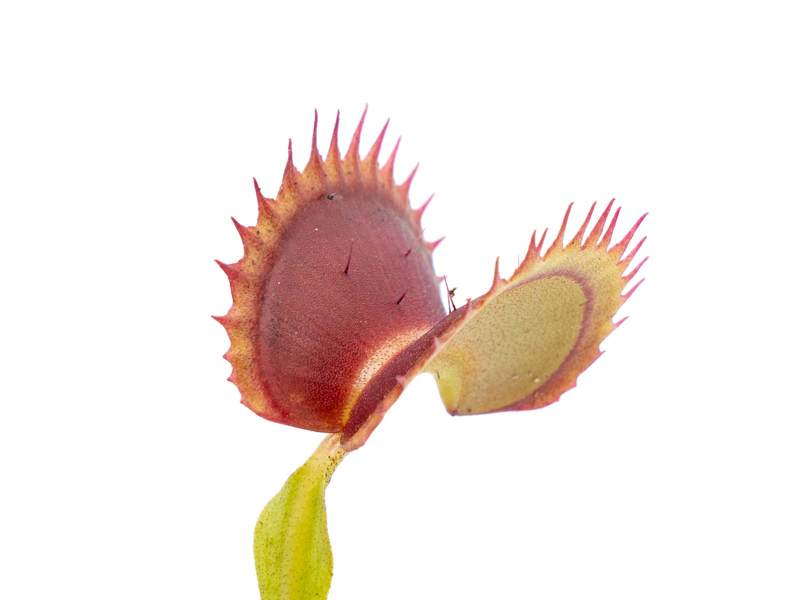 Dionaea muscipula - Great White Shark