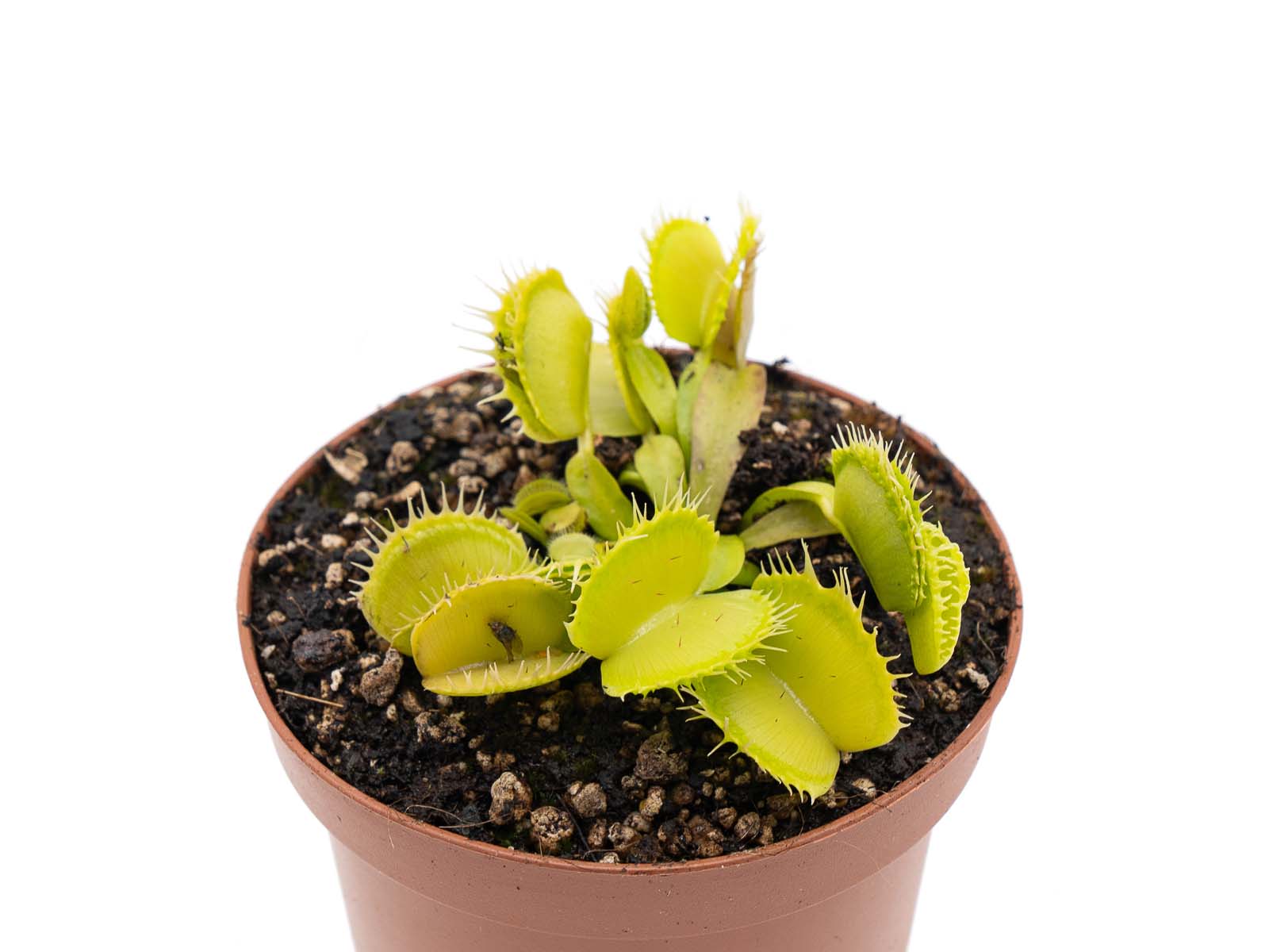 Dionaea muscipula - GJ Tinkerbell