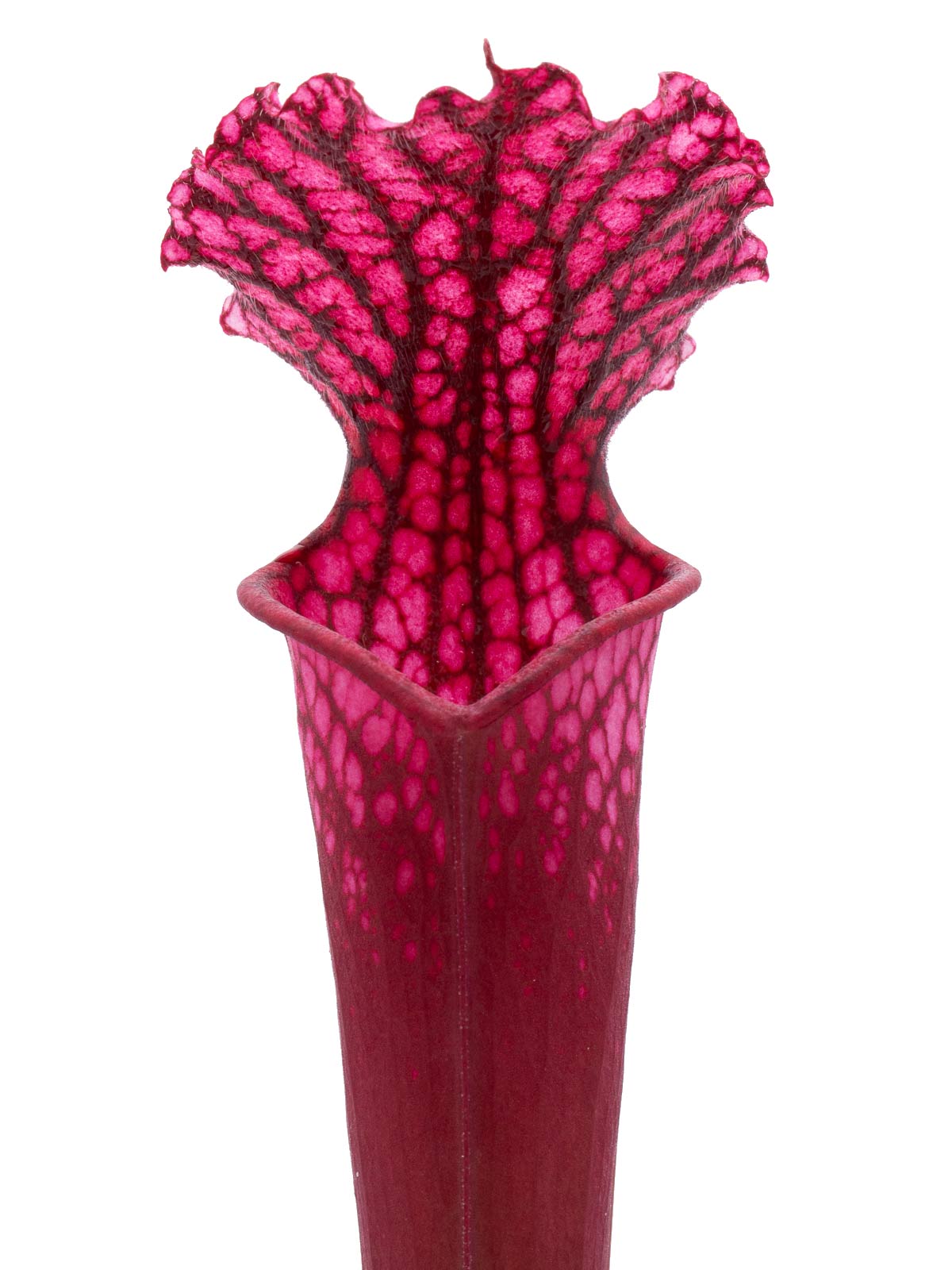 Sarracenia leucophylla - red pitcher, Johannes Betz
