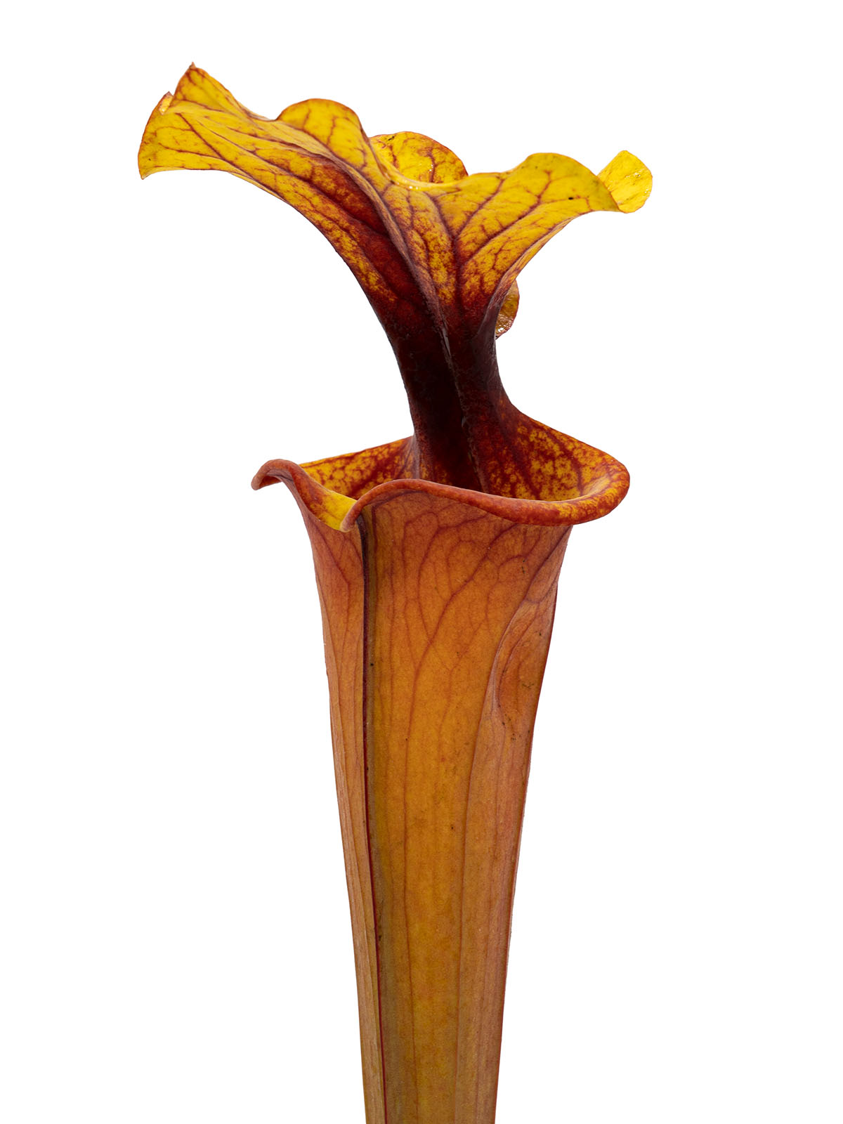 Sarracenia flava var. rubricorpora - MK F260, orange tube, ex Plantarara