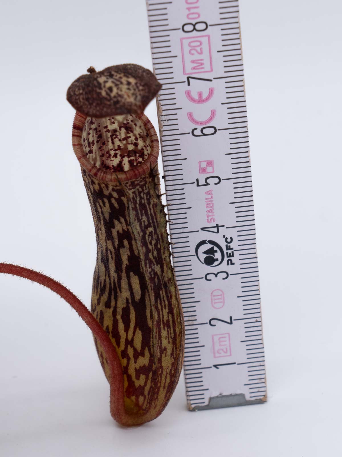 Auktion 016 - Nepenthes stenophylla