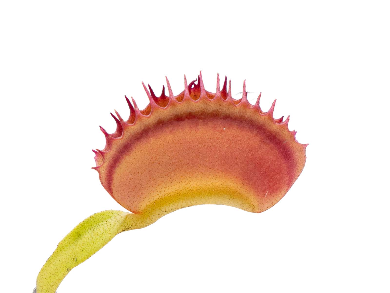 Dionaea muscipula - Raptor