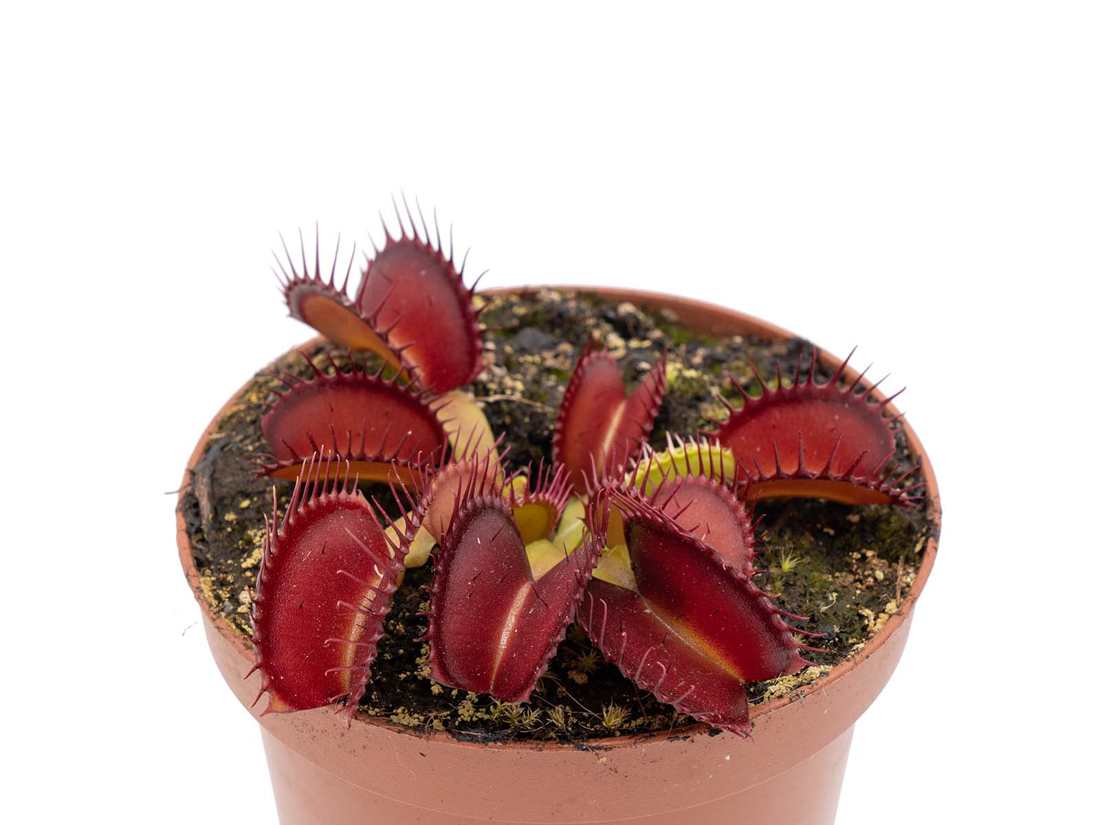 Dionaea muscipula - Red Holland Clone