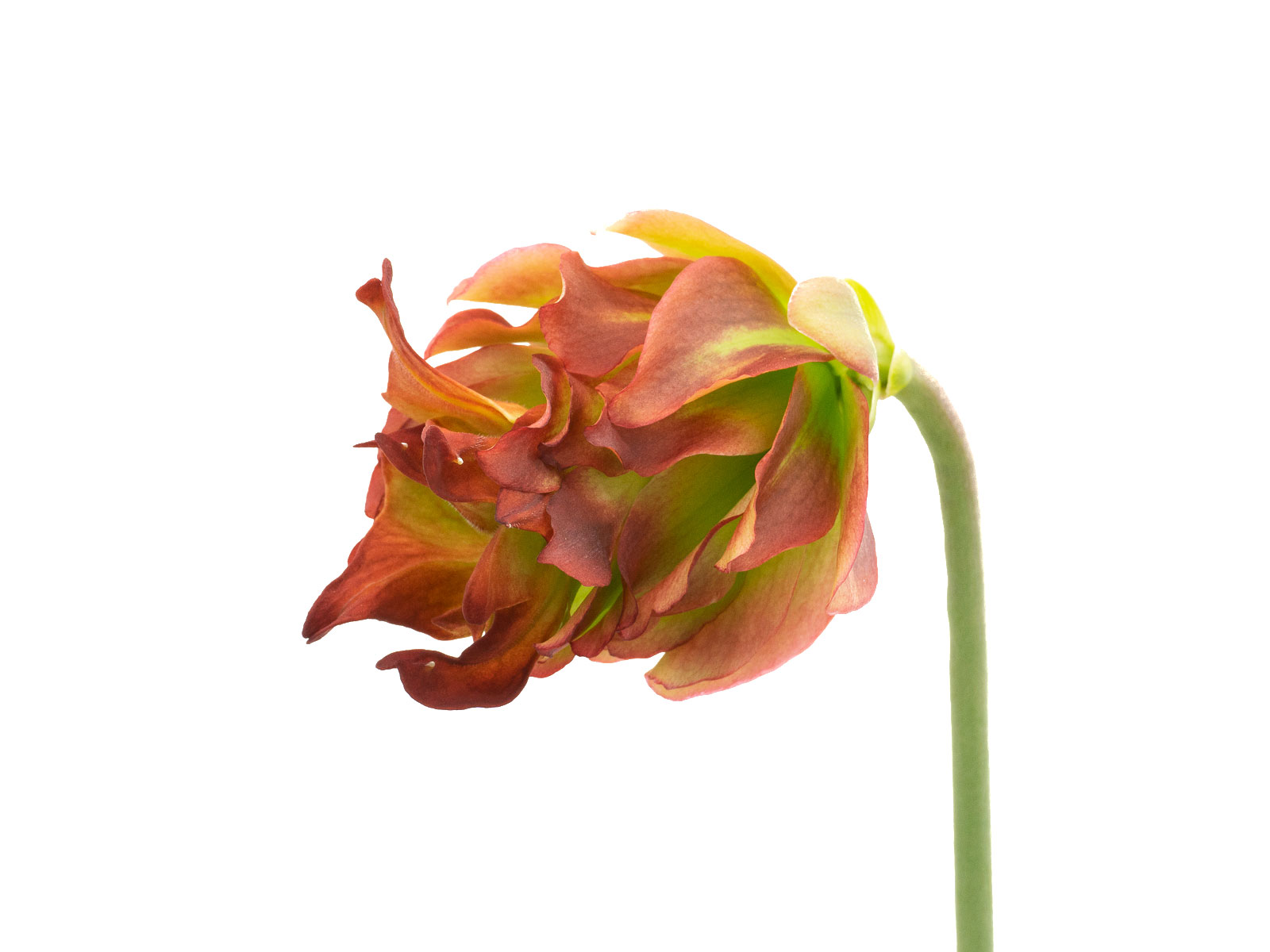 Sarracenia leucophylla - MK L55, `Tarnok´, mutant flower, Perdido region, Baldwin County, Alabama