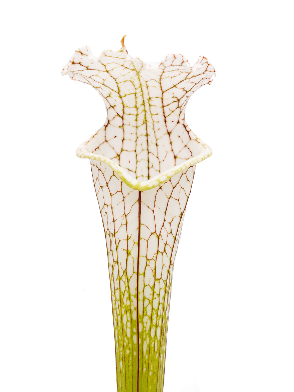 Sarracenia leucophylla - seedling with KP10-2007