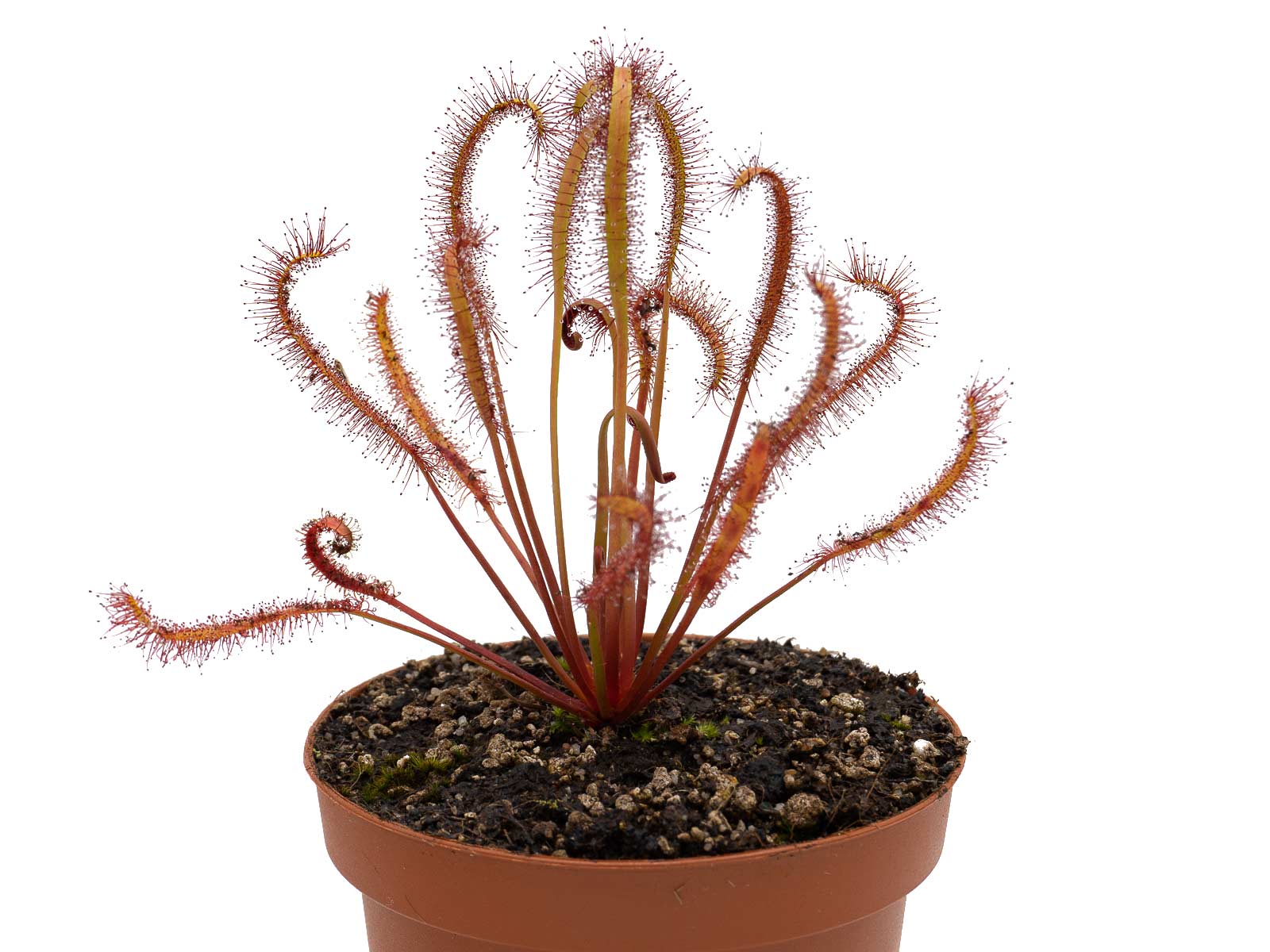 D. capensis - red form