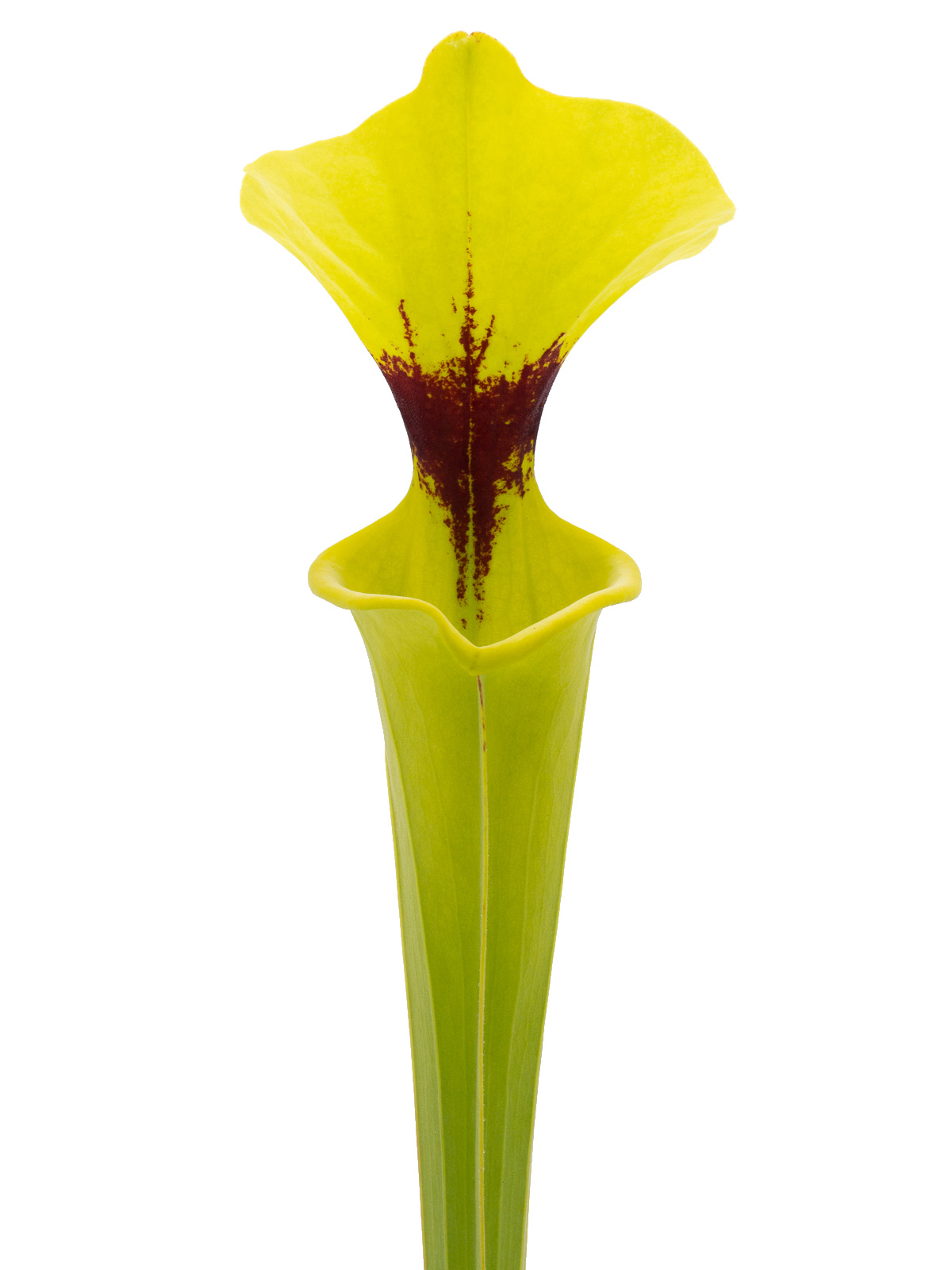 Sarracenia flava var. rugelii - MK F146, large pitcher