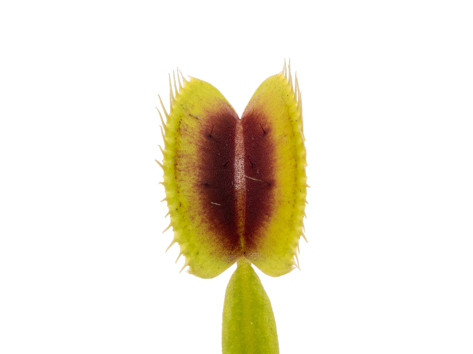 Dionaea muscipula - Red Central Spot