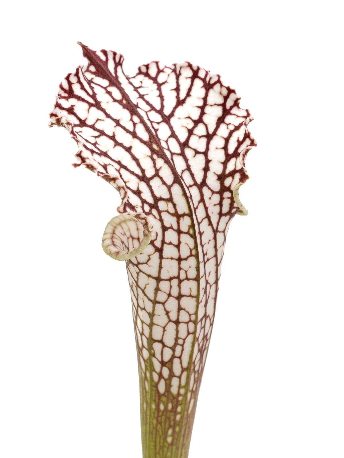 Sarracenia leucophylla - MK L06, Perdido, Baldwin County, Alabama