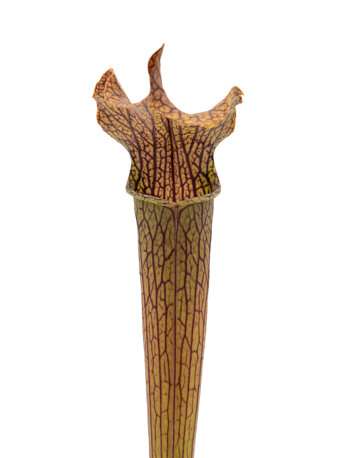 Sarracenia rubra ssp. gulfensis - dark tall pitchers