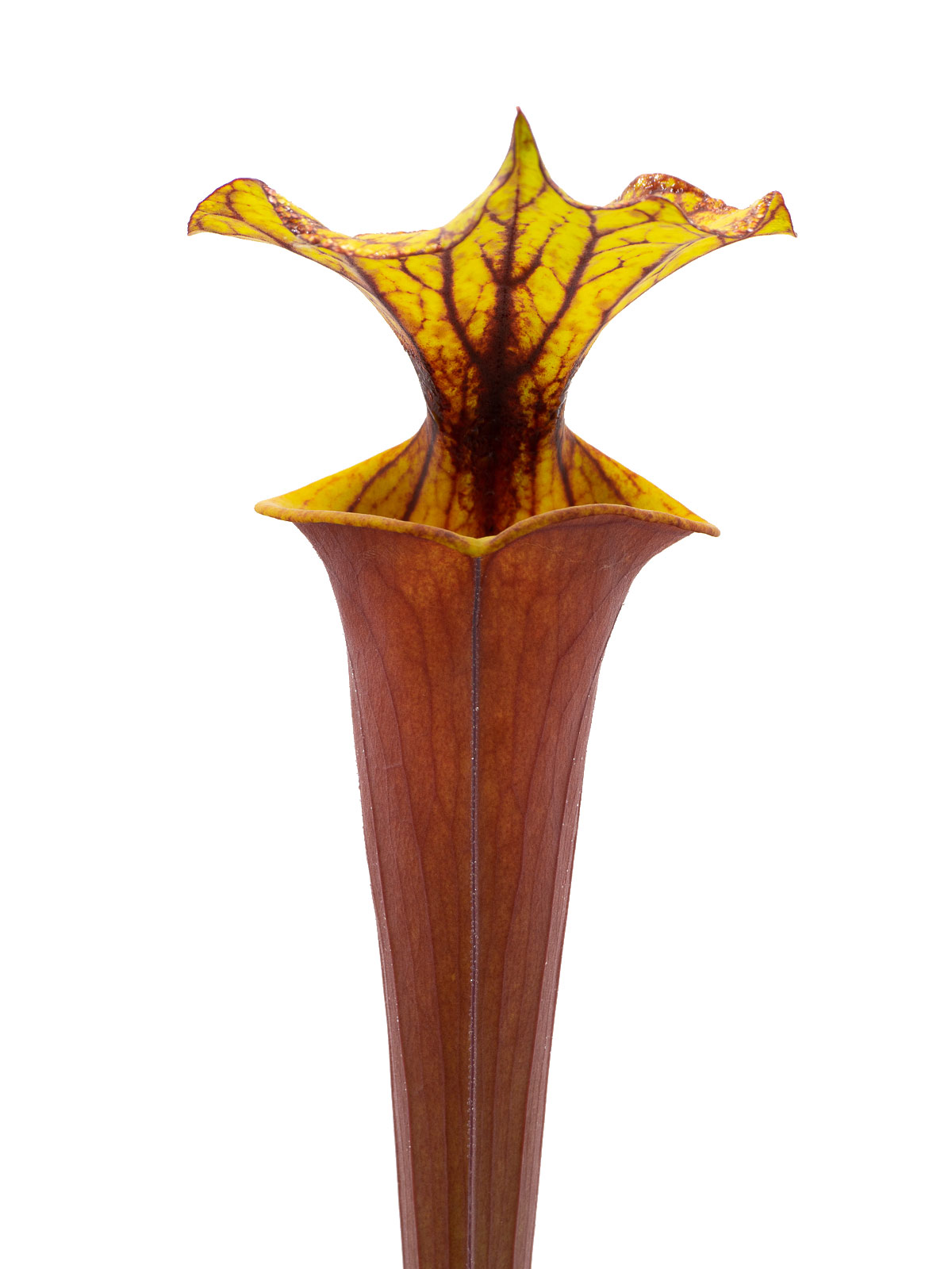 Sarracenia flava var. rubricorpora - MK F160, Giant form