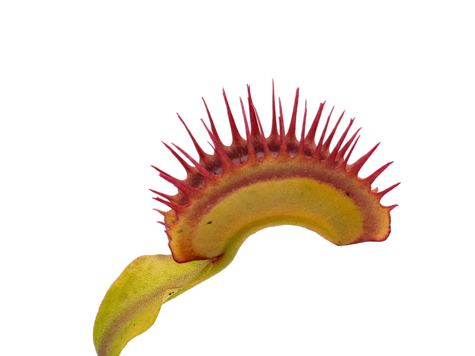 D. muscipula - Big Teeth Red Giant