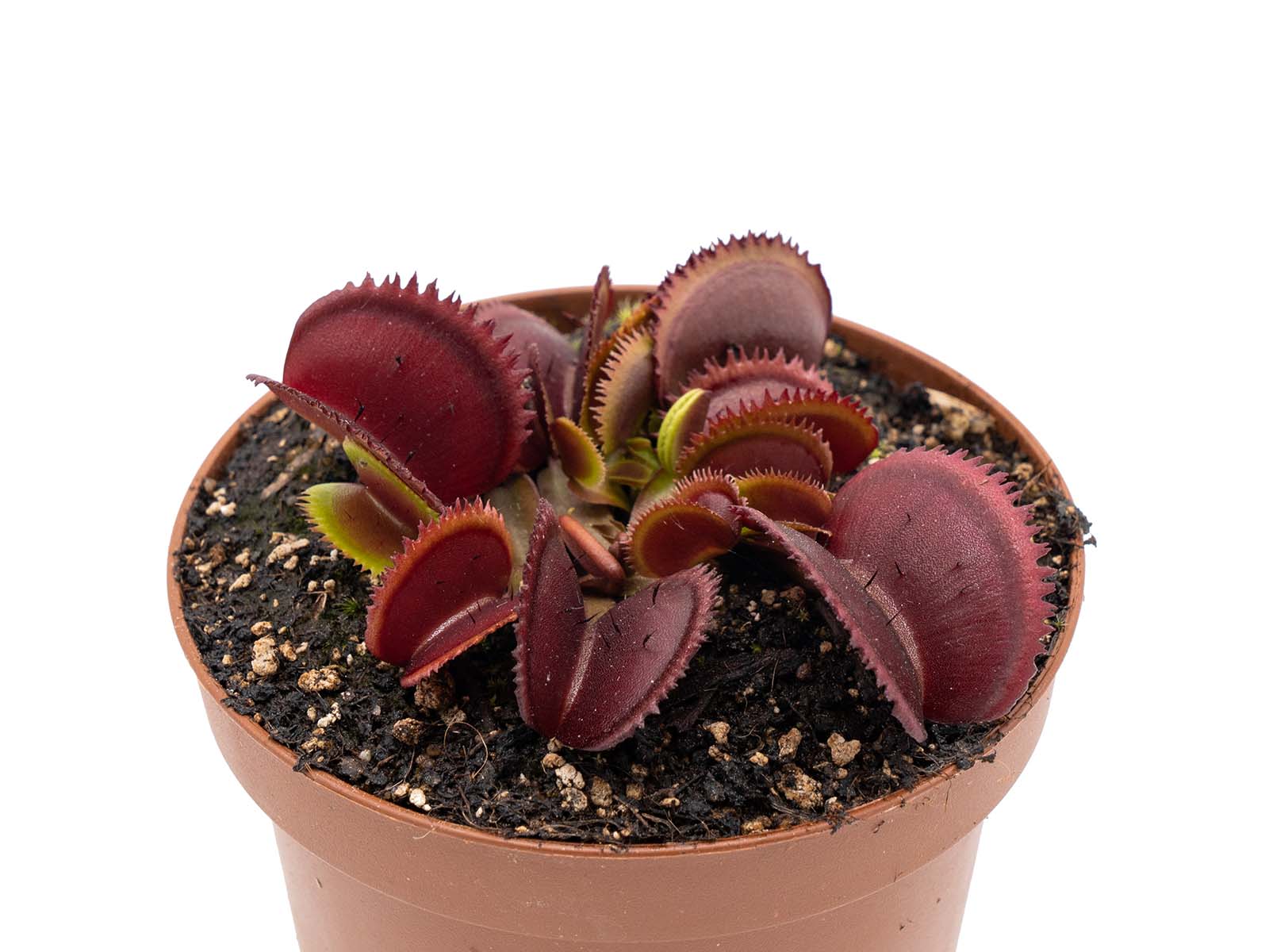 Dionaea muscipula - Paulo´s Red Dentate