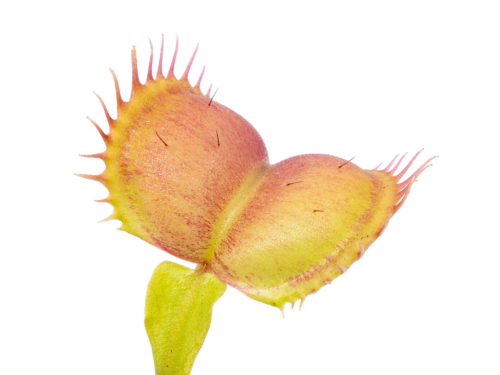 Dionaea muscipula - Moontrap