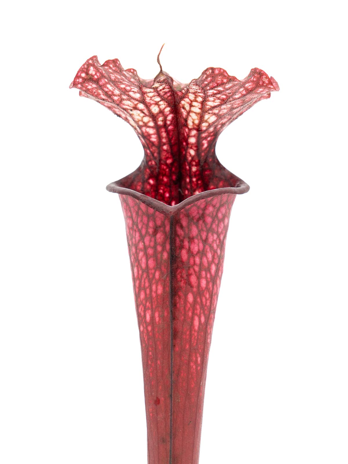 Sarracenia moorei - red form, GJ Clone 2