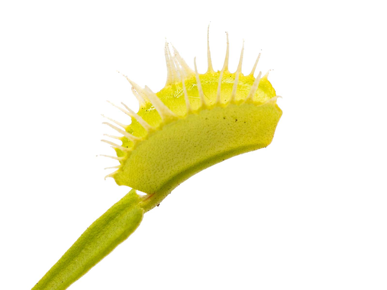 Dionaea muscipula - Yellow Fused Tooth