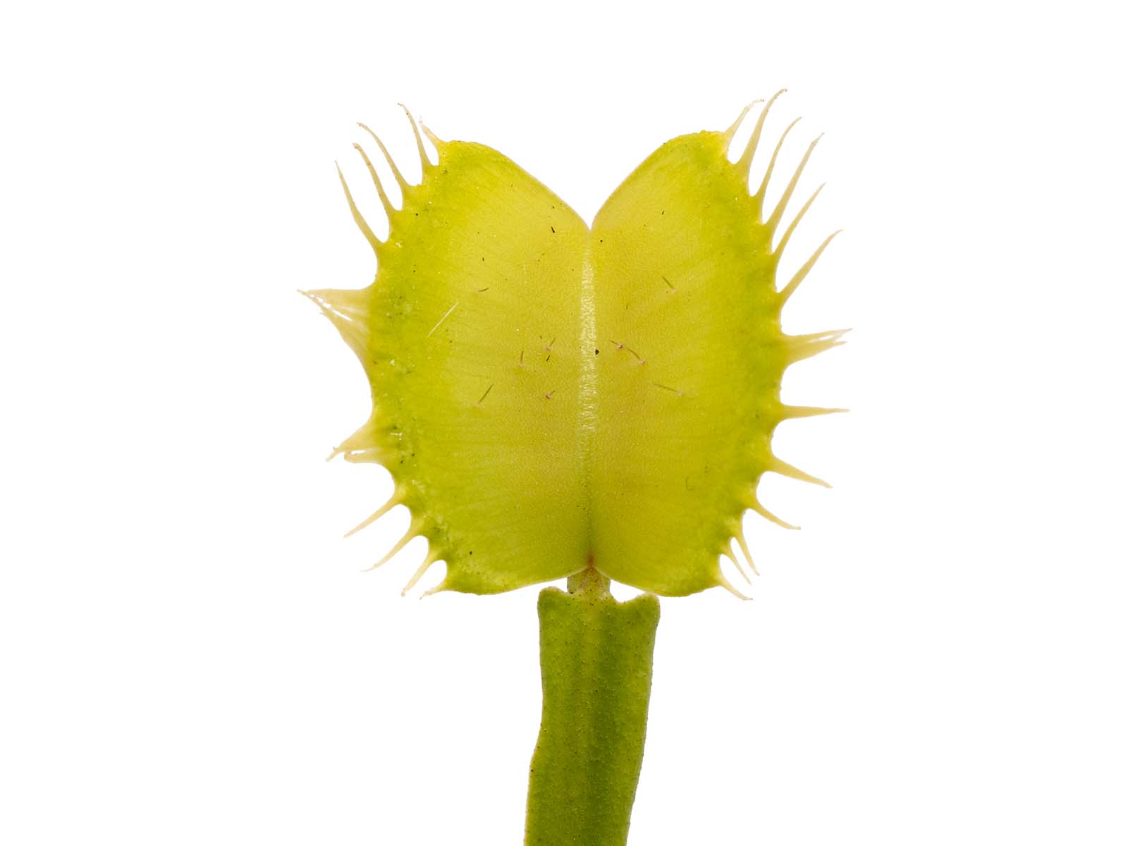Dionaea muscipula - Yellow Fused Tooth
