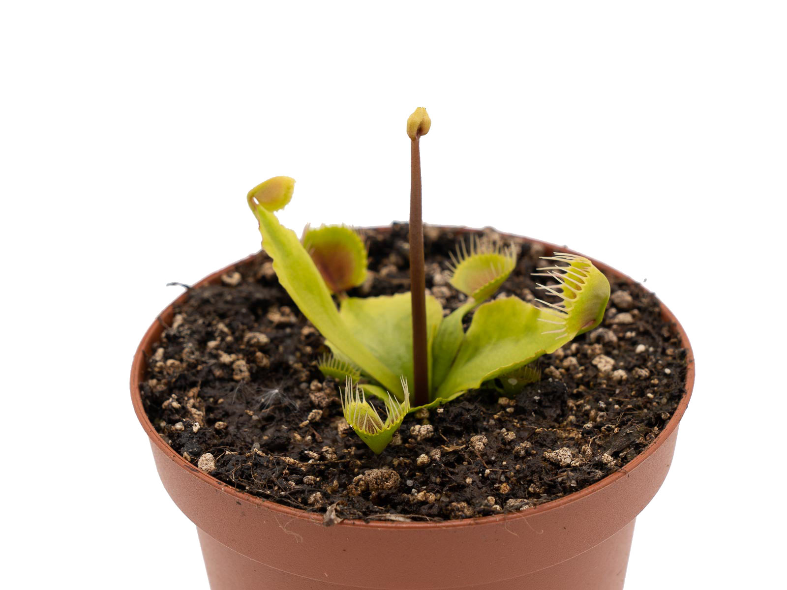 Dionaea muscipula - Kinchyaku