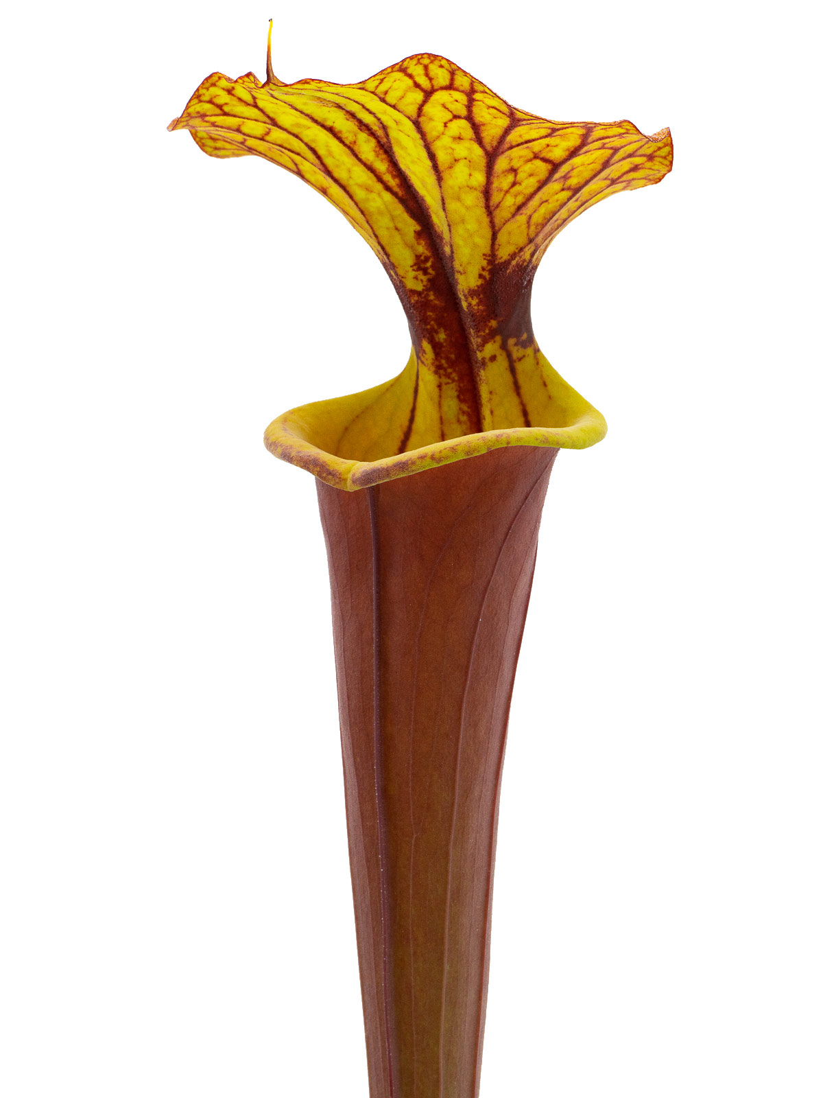 Sarracenia flava var. rubricorpora - MK F112, Giant red tube, Apalachicola National Forest, Florida