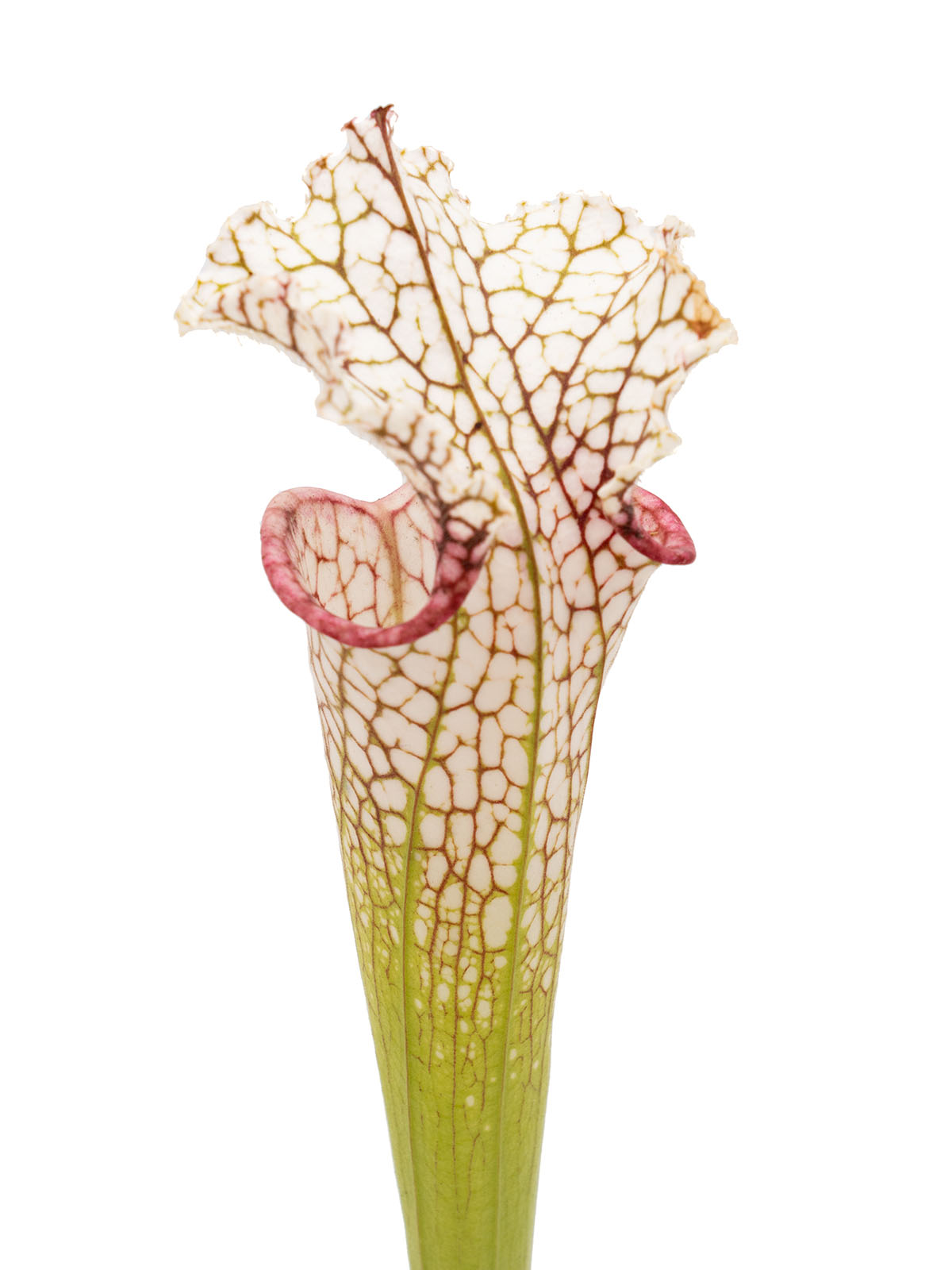 Sarracenia leucophylla - L5 x L37C, Mirek Srba