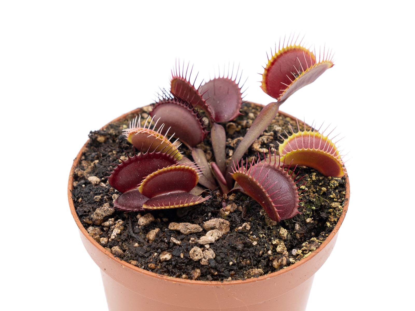 Dionaea muscipula - Royal Red