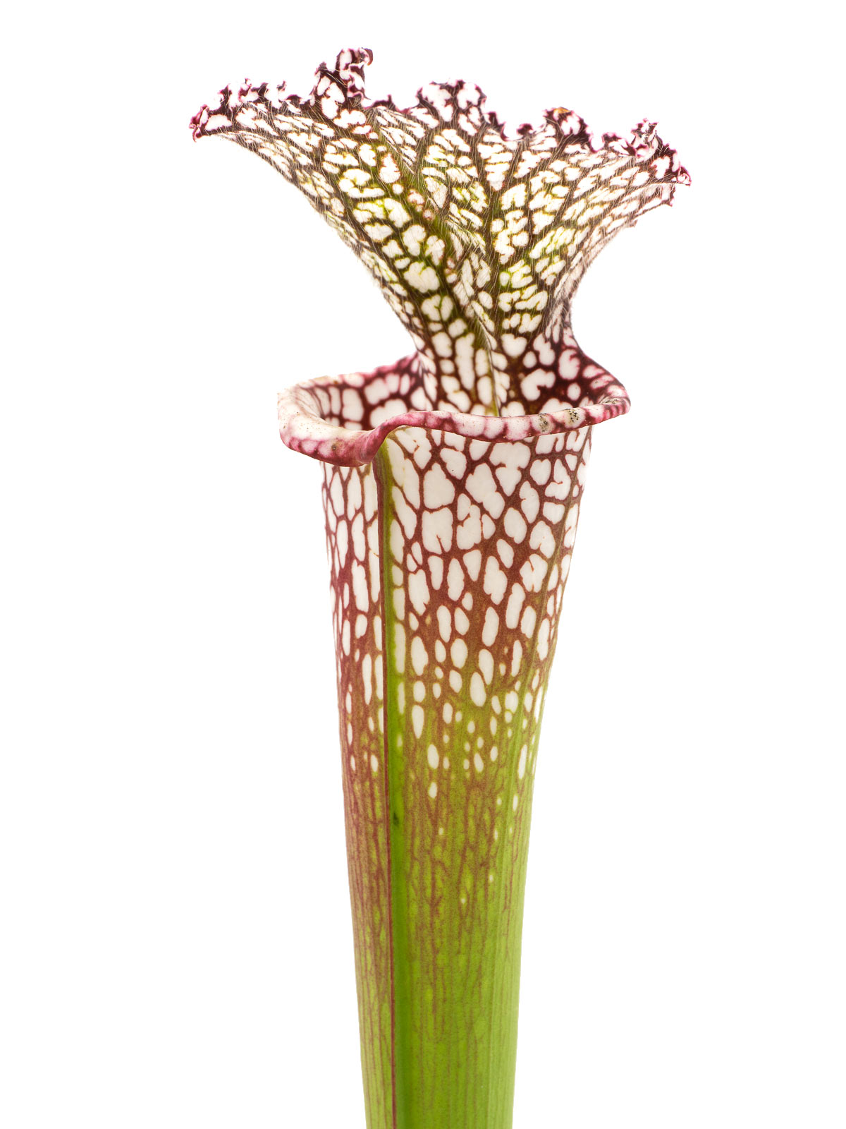 Sarracenia leucophylla - robust form, MS L31A