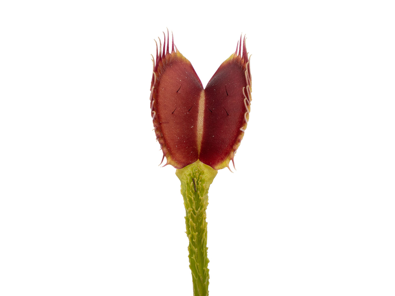 Dionaea muscipula - Schuppenstiel I