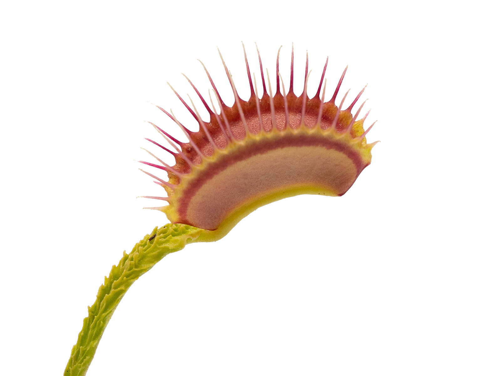 Dionaea muscipula - Schuppenstiel I