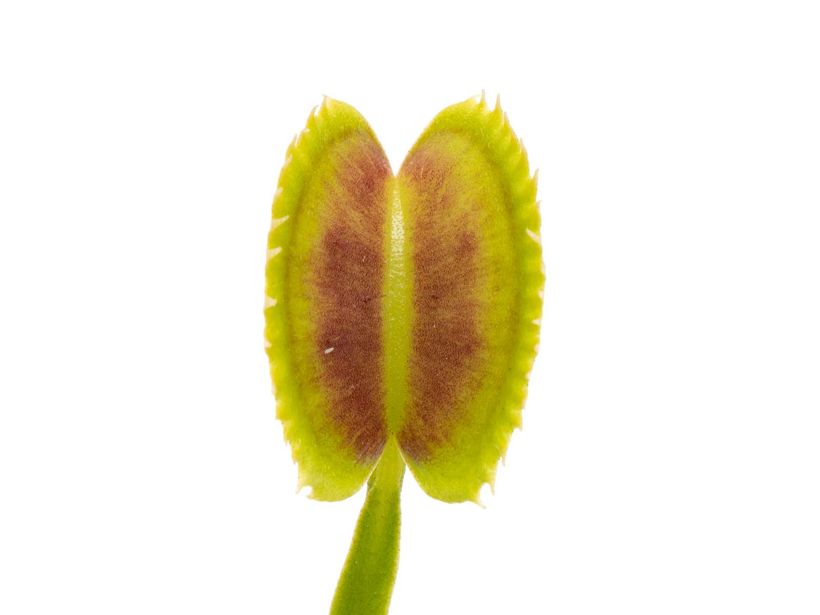 Dionaea muscipula - Bear Trap