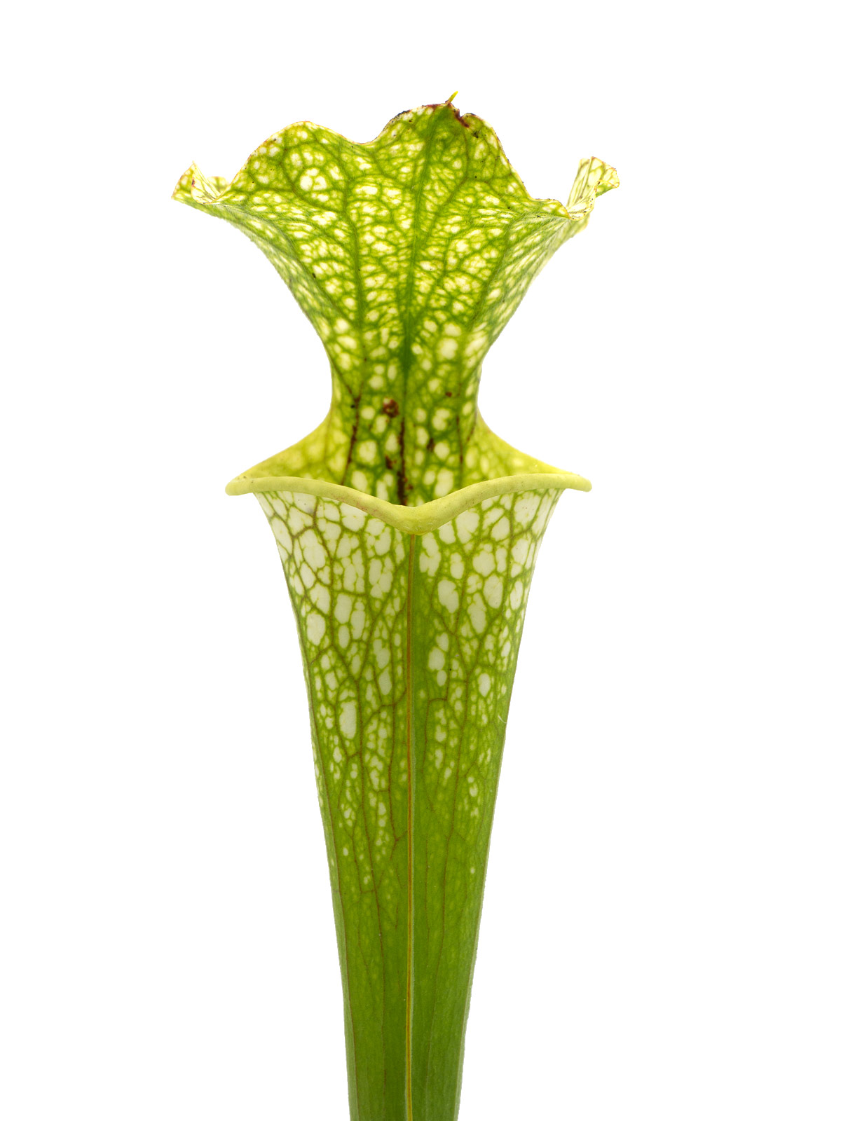 Sarracenia flava MK F18 x leucophylla MS L20C - Mirek Srba