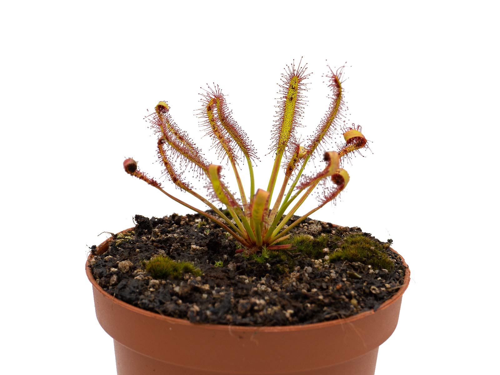 Drosera capensis - Ceres, Western Cape, South Afrika