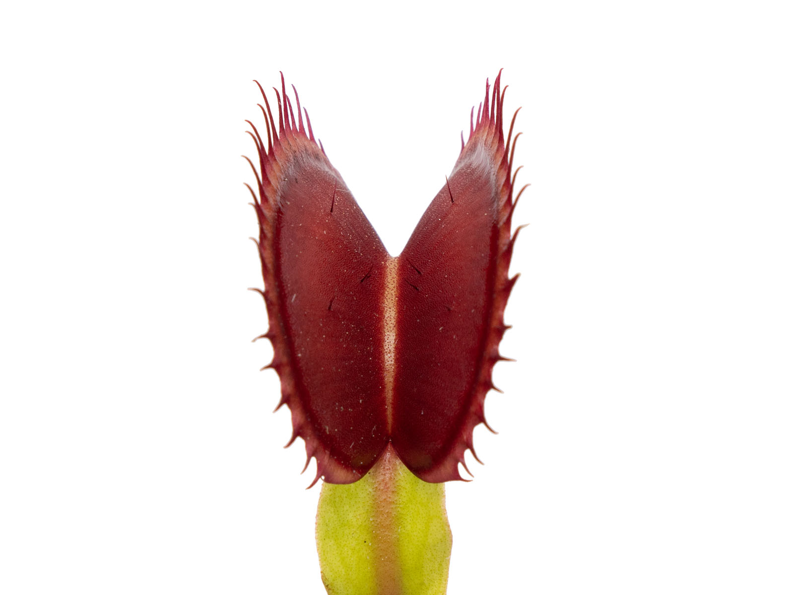 Dionaea muscipula - FTS Flaming Lips