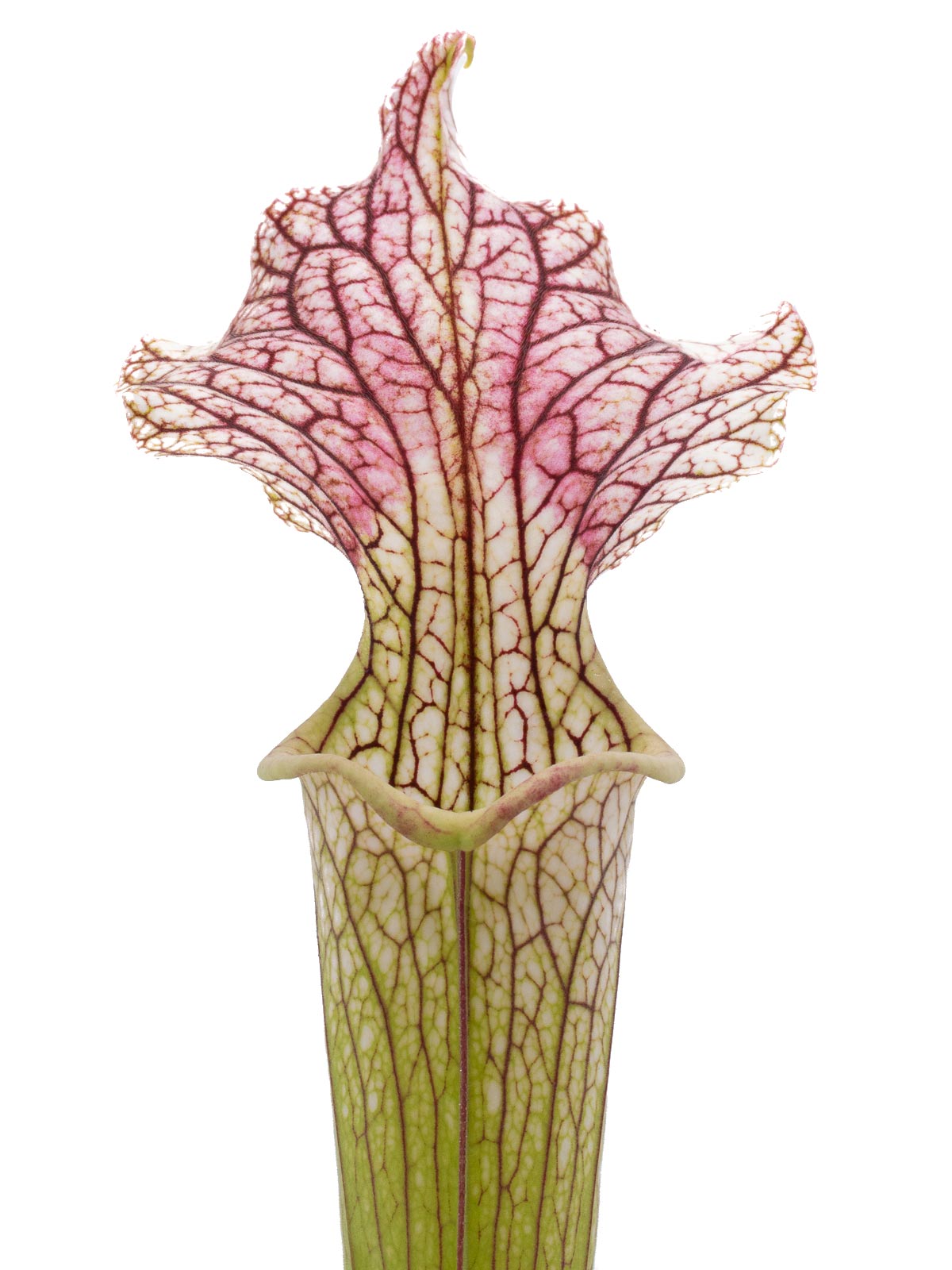 Sarracenia x areolata - Trinita