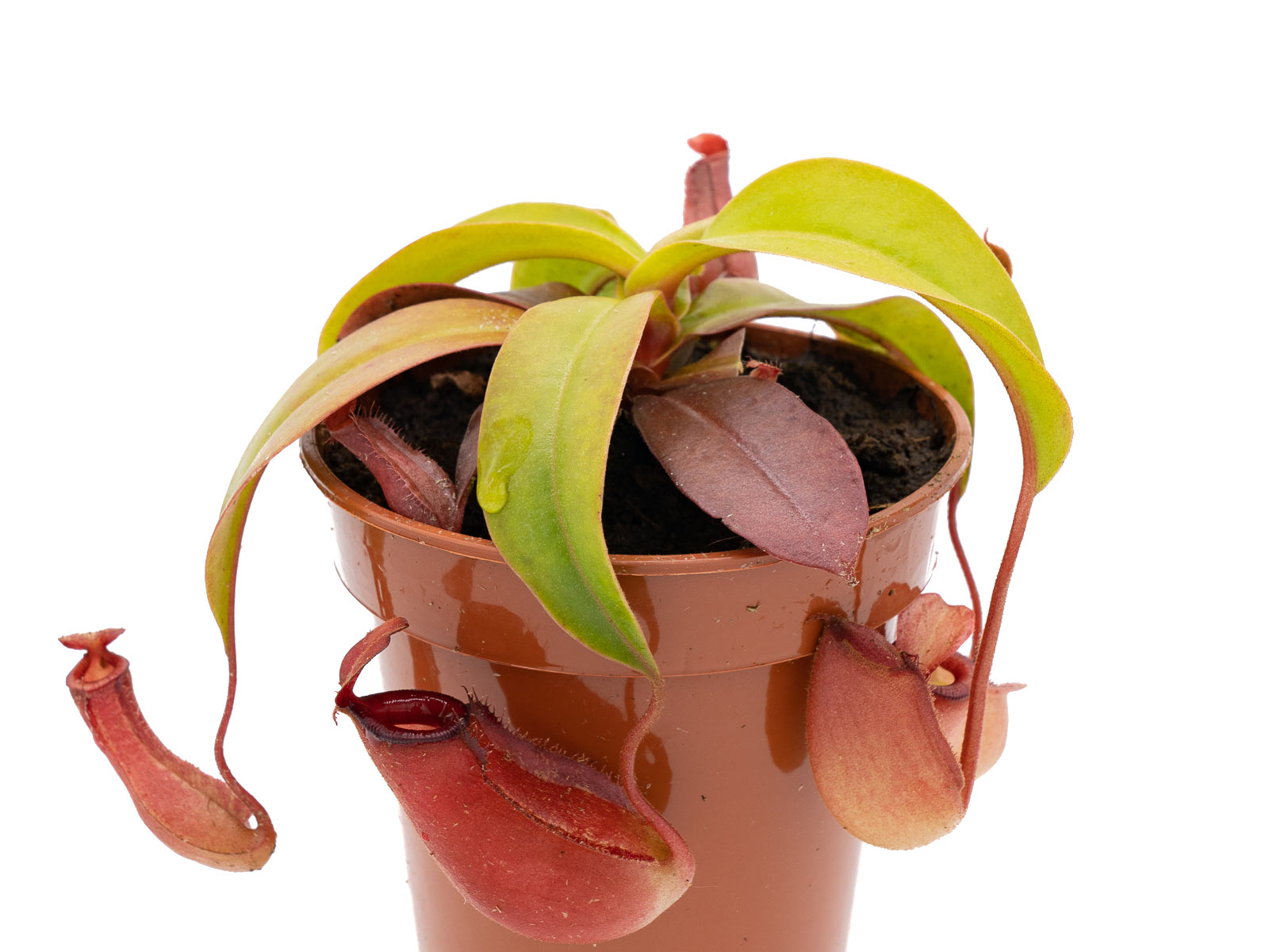 Nepenthes ampullaria Hybride ´Bloody Red´ Kannenpflanze Fleischfressende Pflanze 