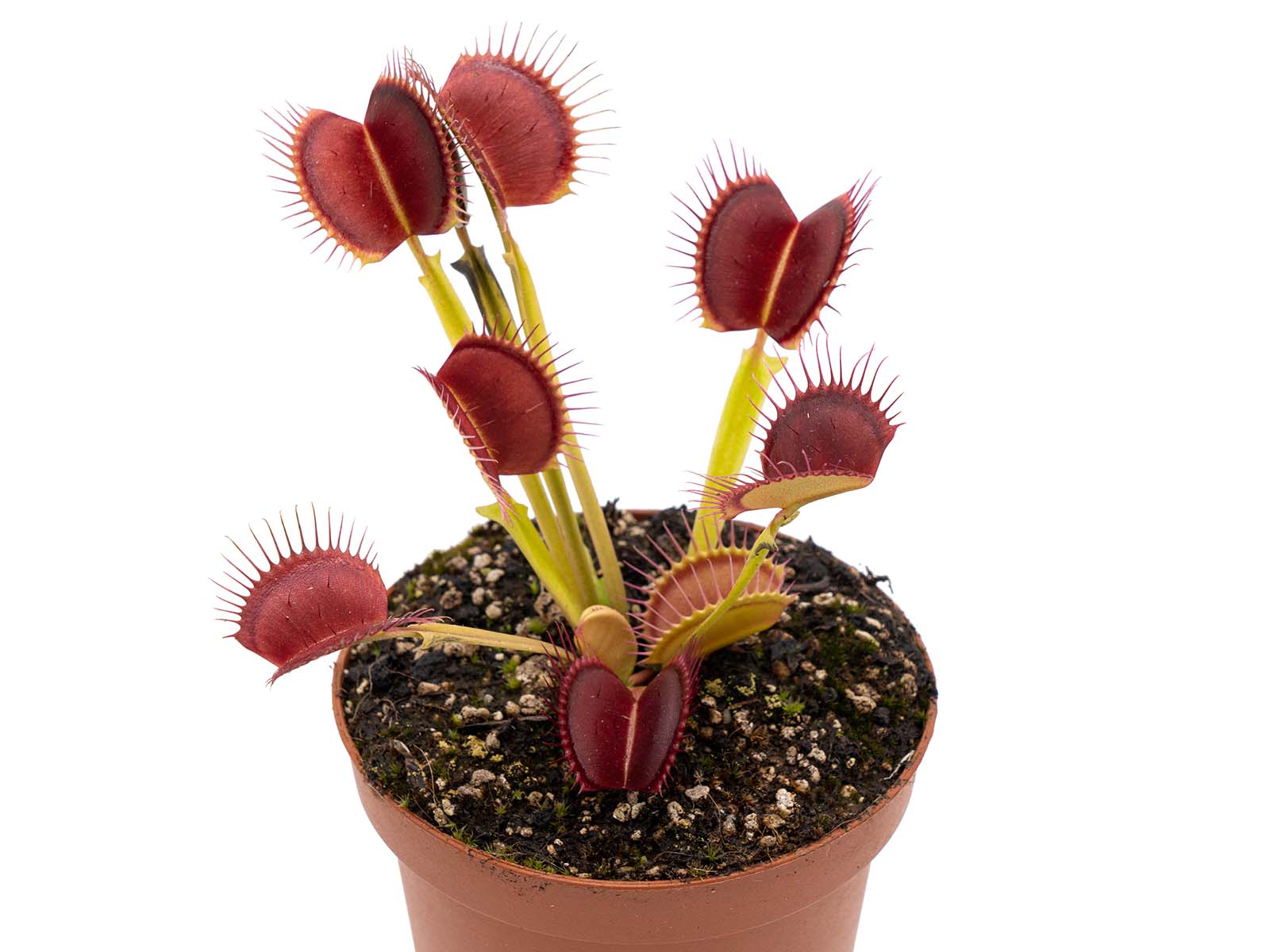 Dionaea muscipula - BCP Z02 Giant Form