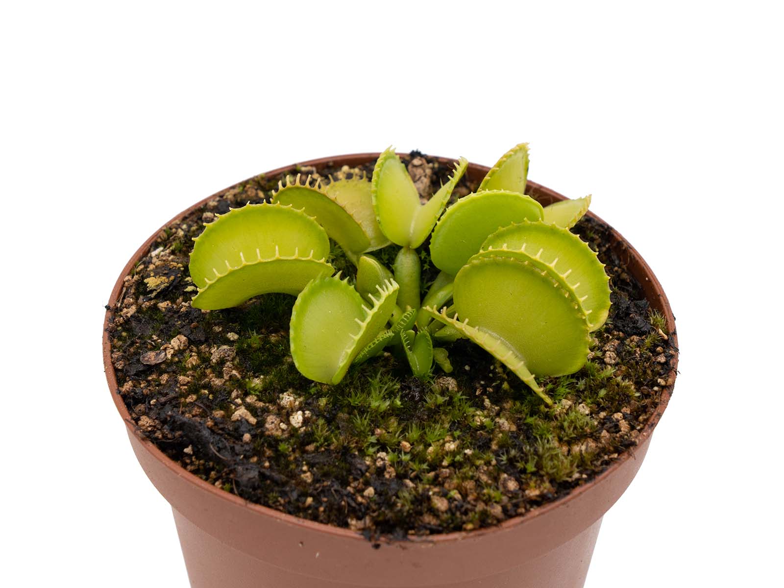 Dionaea muscipula - Harmony