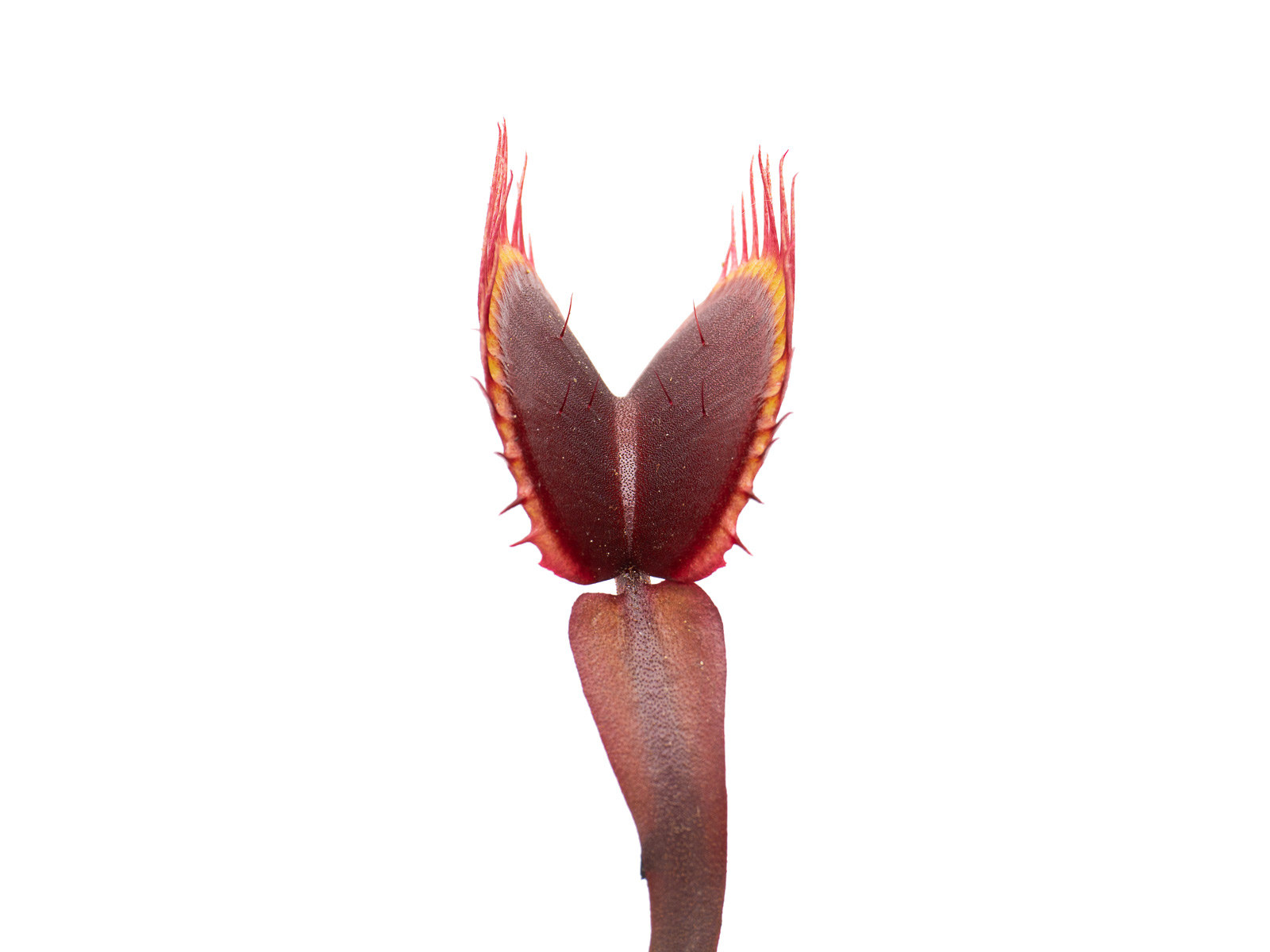 Dionaea muscipula - All Red Wilhelma