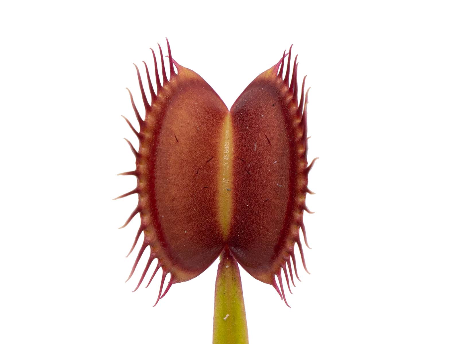 Dionaea muscipula - Red Line