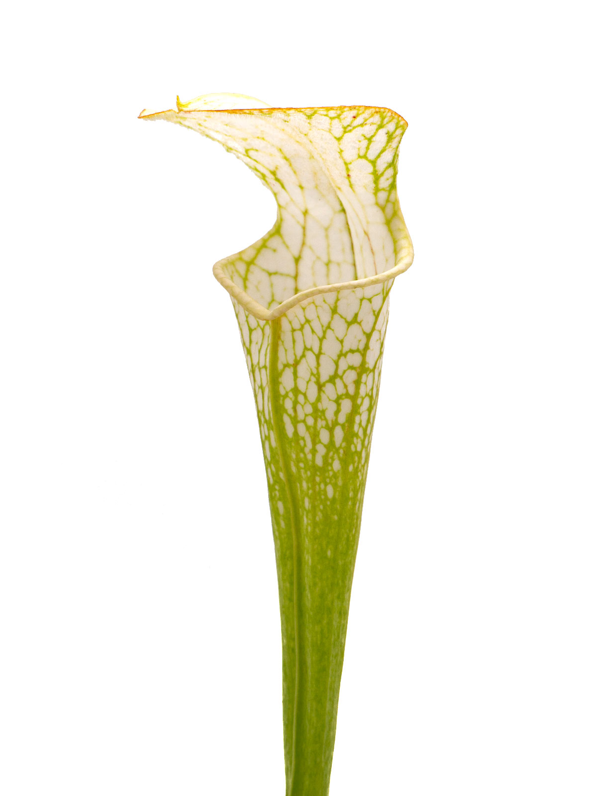 Sarracenia leucophylla var. alba - `white top´, Ian Salter