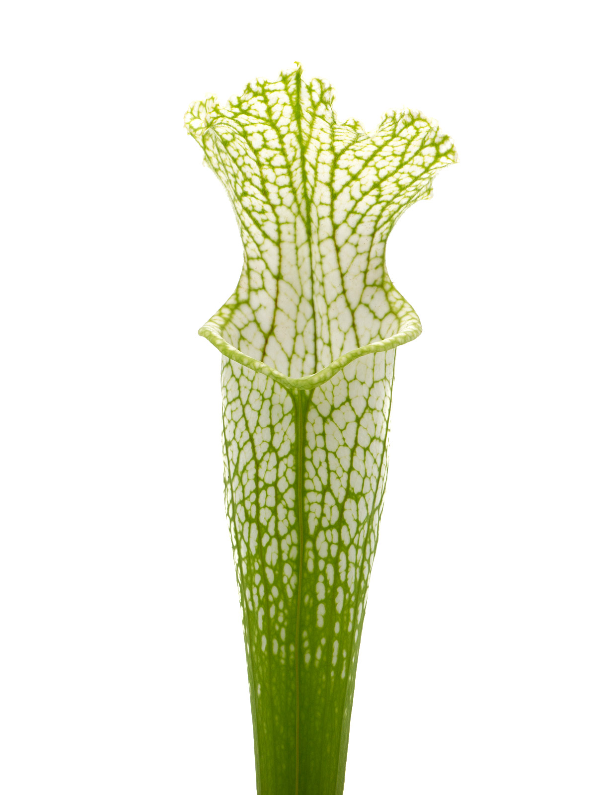 Sarracenia leucophylla - MK L139, `Schnell´s Ghost´ x leucophylla, yellow flower