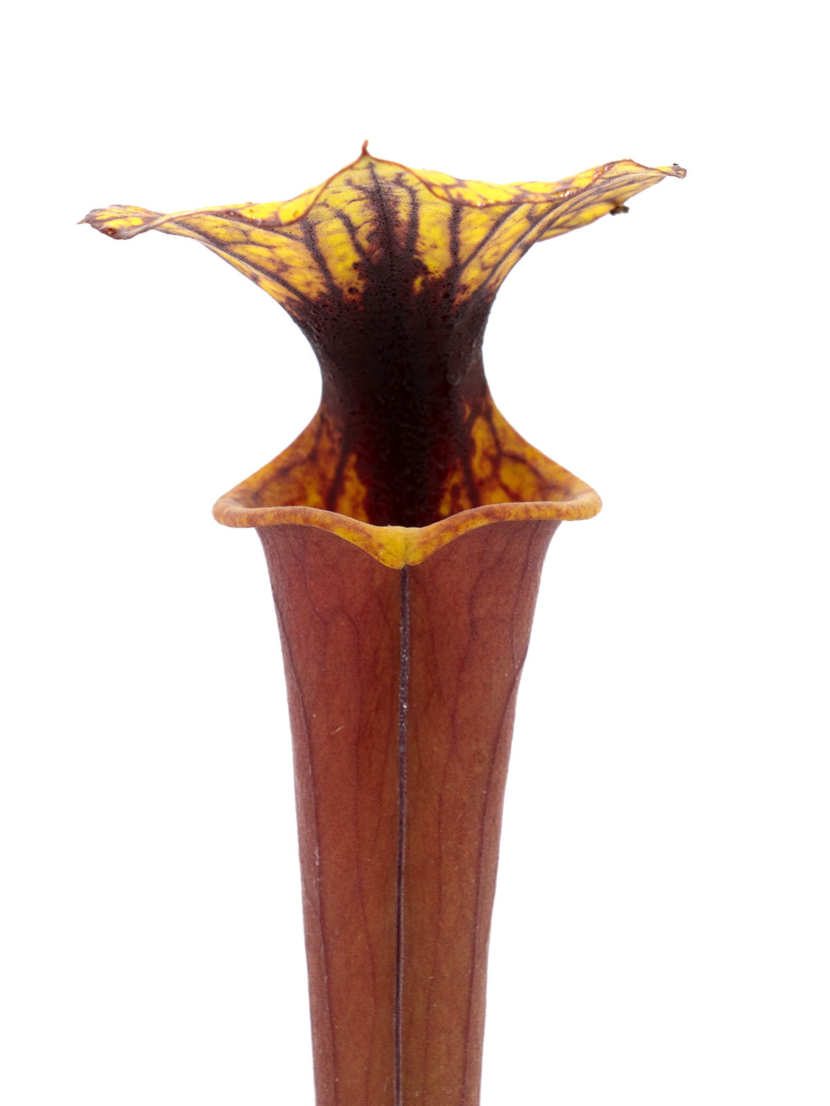 Sarracenia flava var. rubricorpora - MK F20, Giant red tube, Apalachicola National Forest, Florida