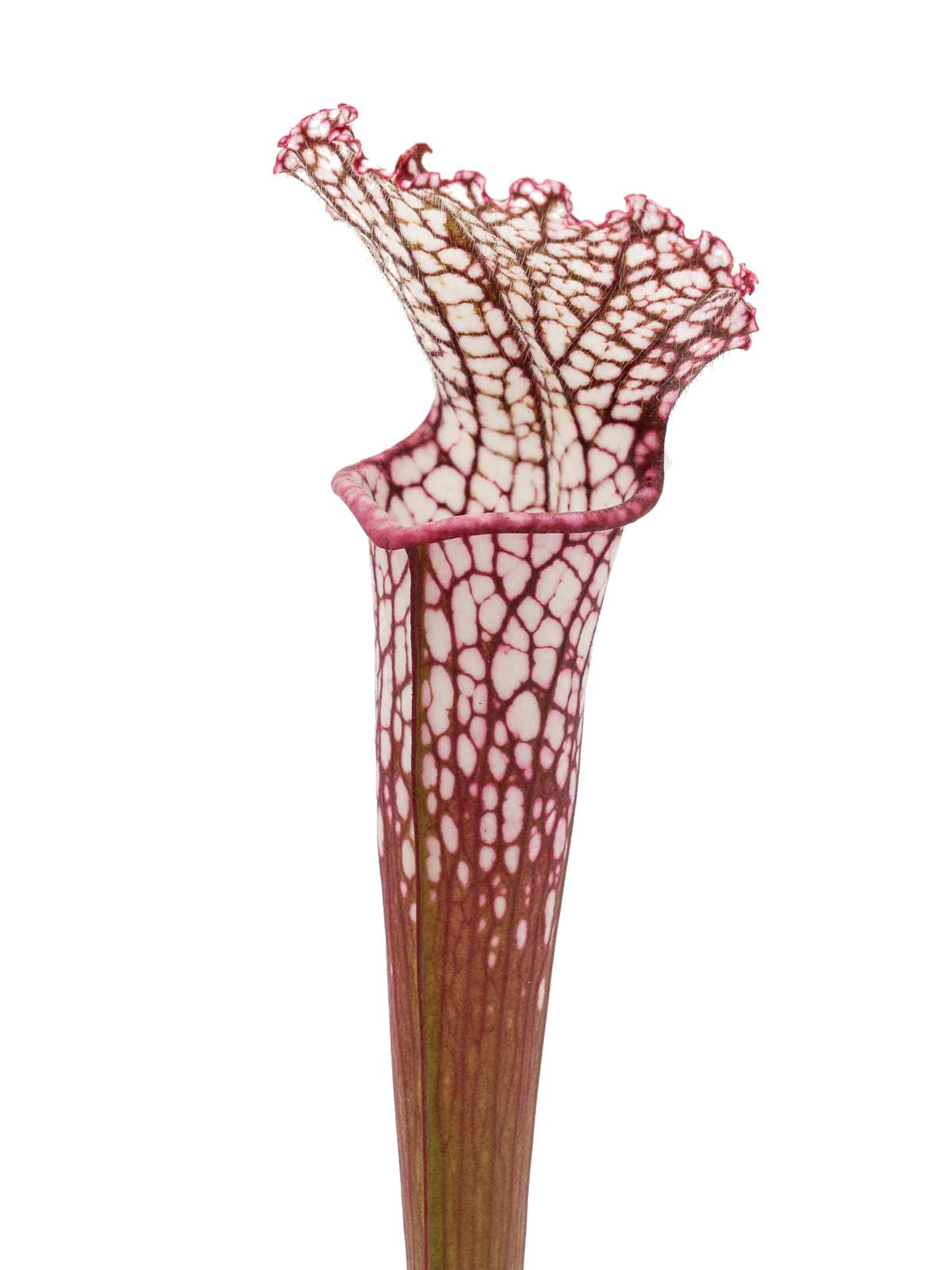 S. leucophylla - 5ee13, red form, Dr. Eberhard König
