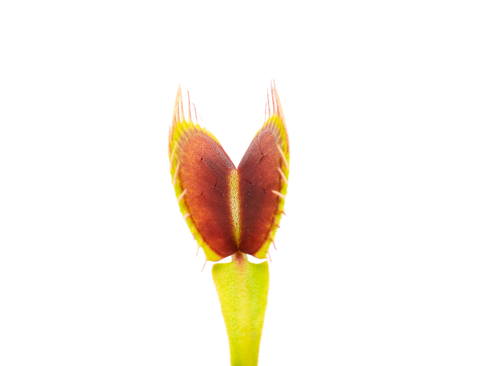 Dionaea muscipula - DC XL