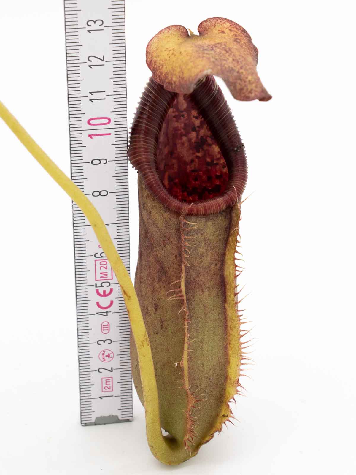 Auktion 027 - Nepenthes spatulata x lowii